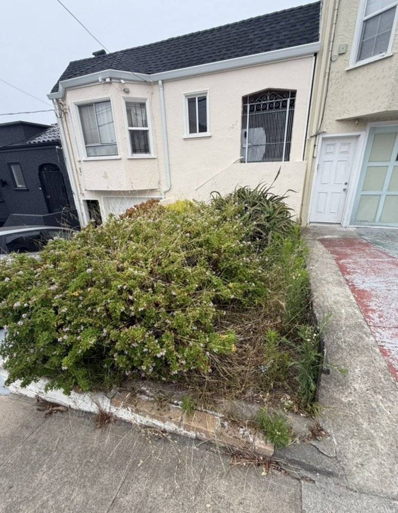 Before: overgrown front yard shrubs