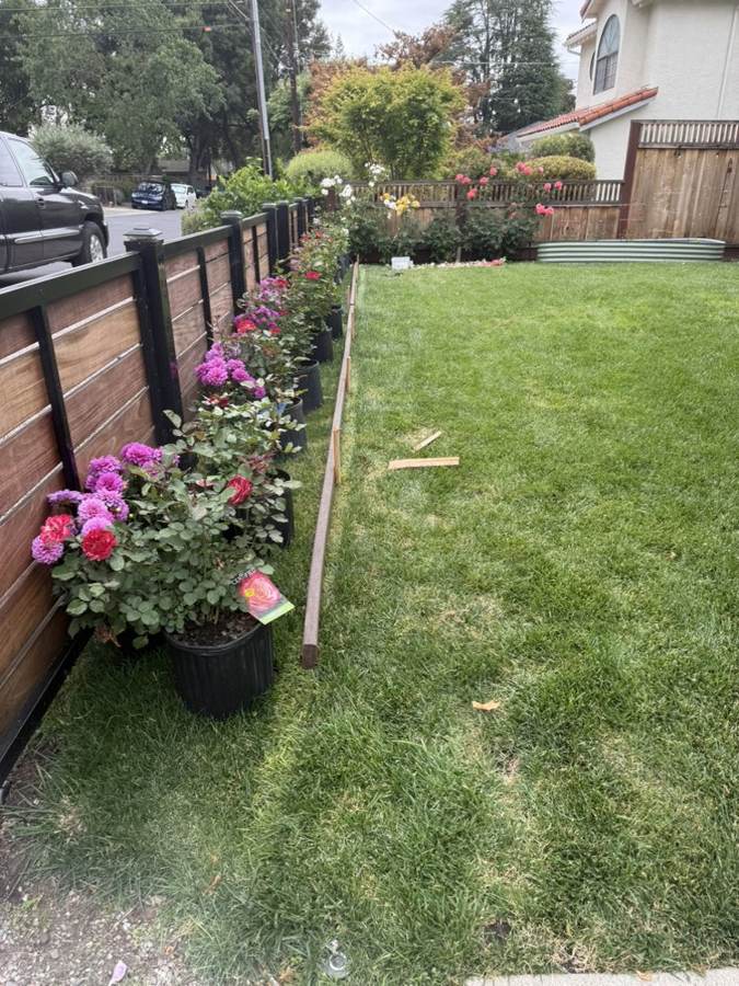 Rose bushes staged for planting along a new fence line