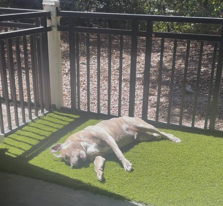 After: artificial turf patio