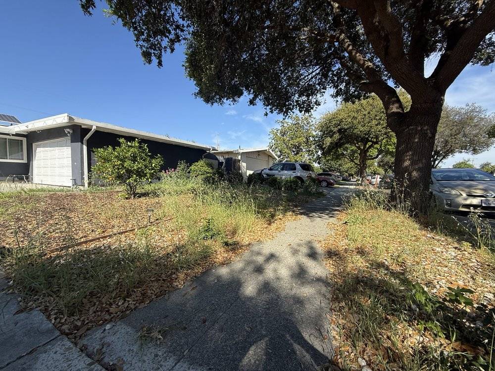 Before: weedy, overgrown front yard